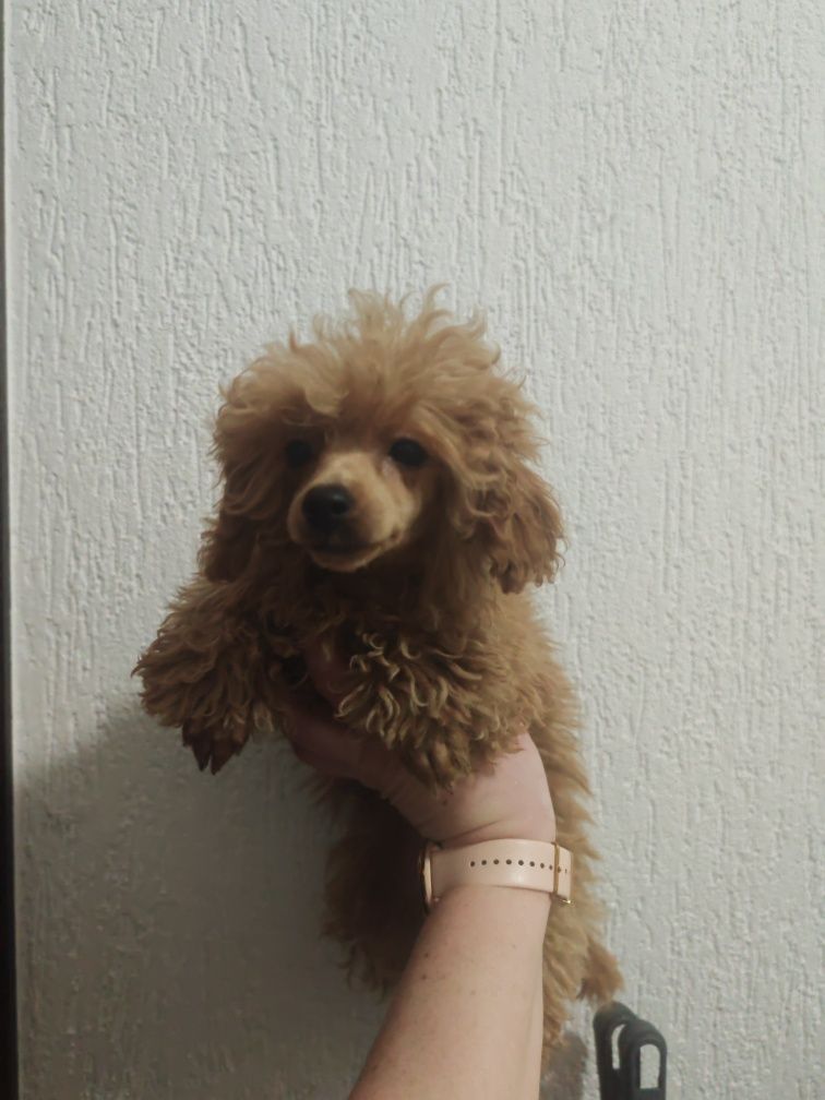 Pudel miniaturowy TOY red brown Red