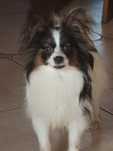 Papillon -Spaniel kontynentalny miniaturowy ZKWP/FCI .