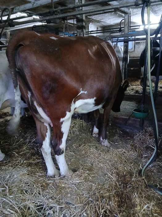 Krowa cielna drugi raz z  Niemiec