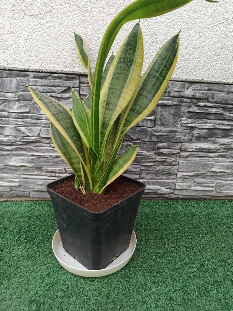 Kwiat roślina kwiatek kwiatki Sansevieria (języki teściowej, wężownica