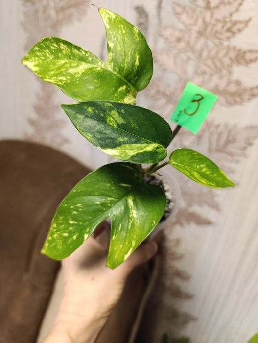 Філодендрон єпіпремнум Cintho Goldfinger сциндапсус