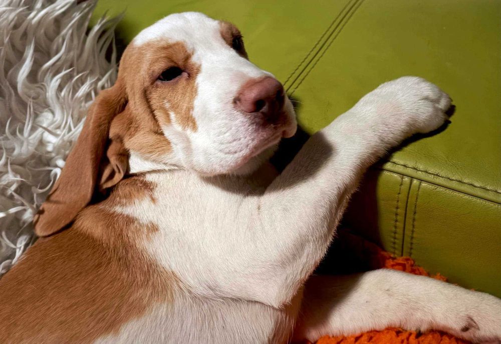 Beagle bicolorowy chłopiec 7 miesiecy , grzeczny.
