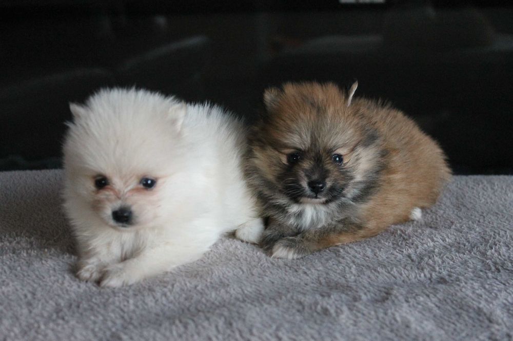 Szpic Pomeranian śliczna suczka xxs - szuka nowego domu