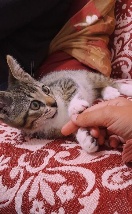 Pet-sitting 24h/7- Castelo Branco