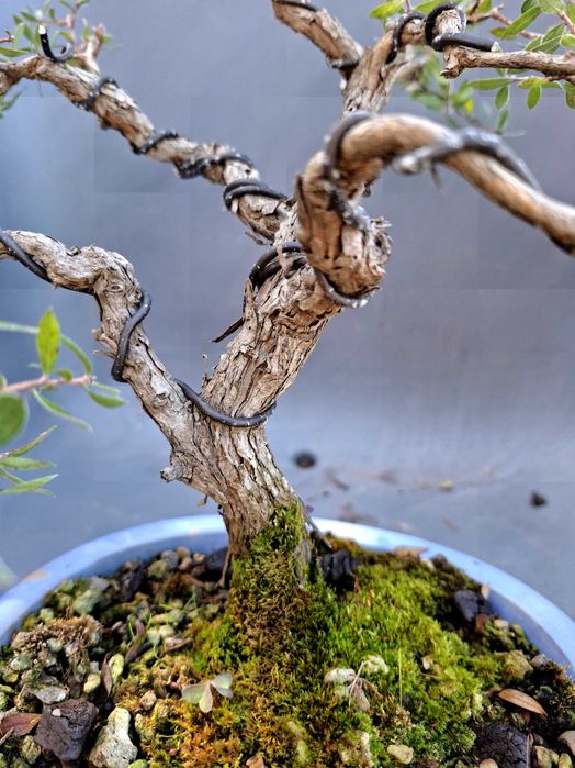 Bonsai Leptospermum