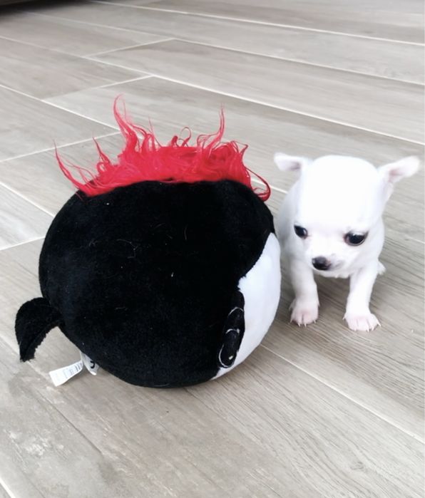 Chihuahua  com 2 meses