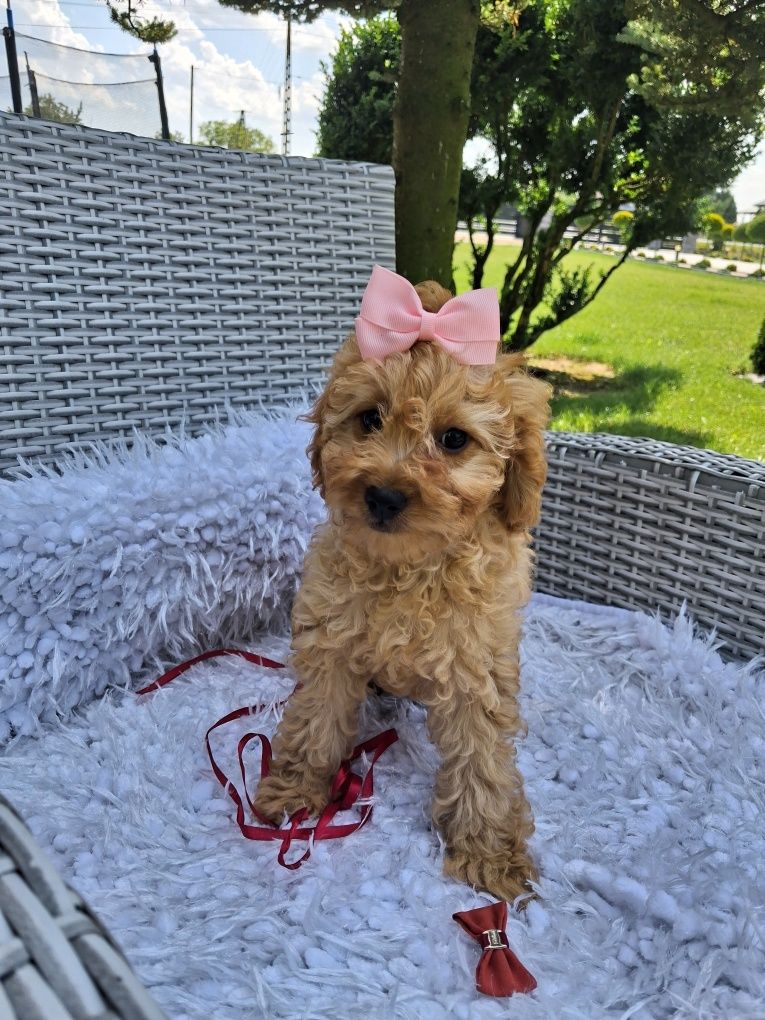 Śliczna suczka Cavapoo