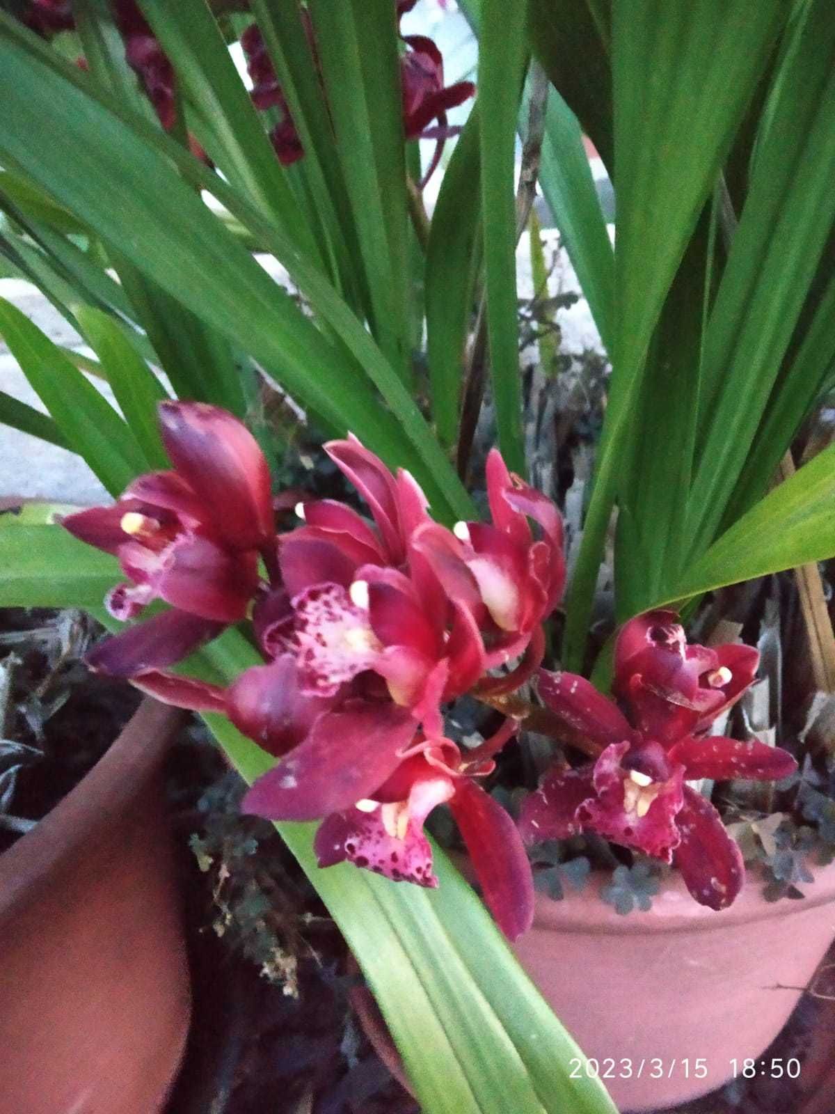 Orquídeas cores variadas