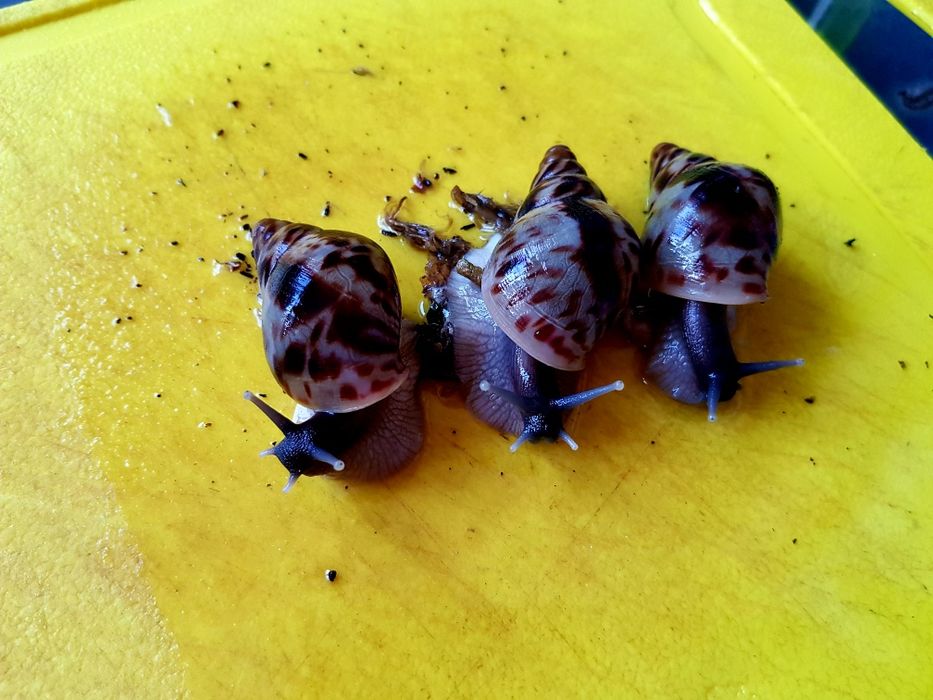 50 гривен Ахатина Ретикулята черноголовые  и альбино6