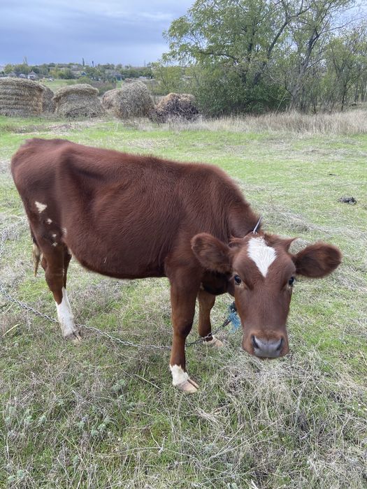 Продам тёлочку в хазяйство