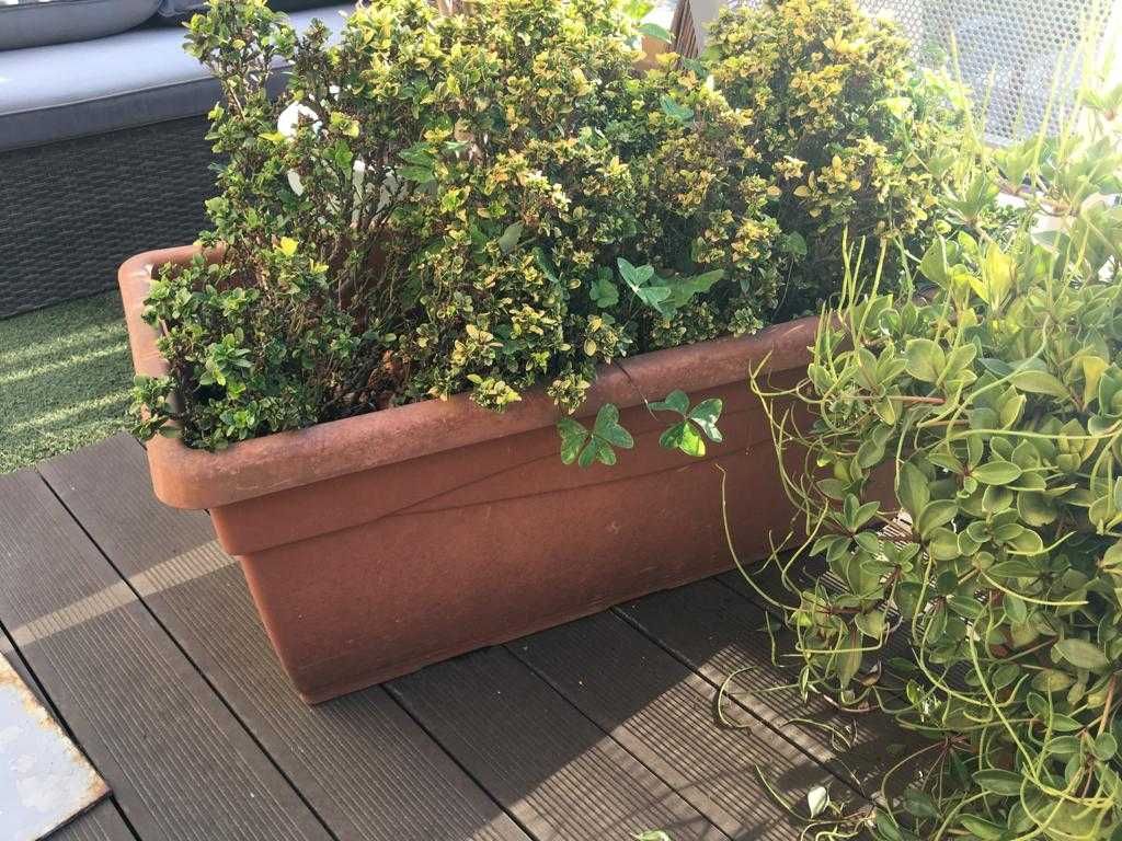 Vaso de um metro do leroy com plantas 
Para desocupar