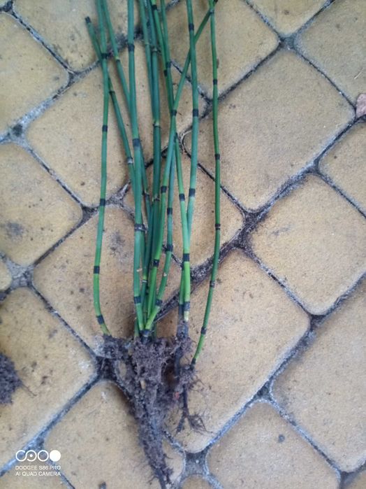 Skrzyp zimowy (zimozielony)