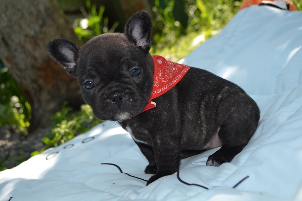 Квіточка.  Французька: