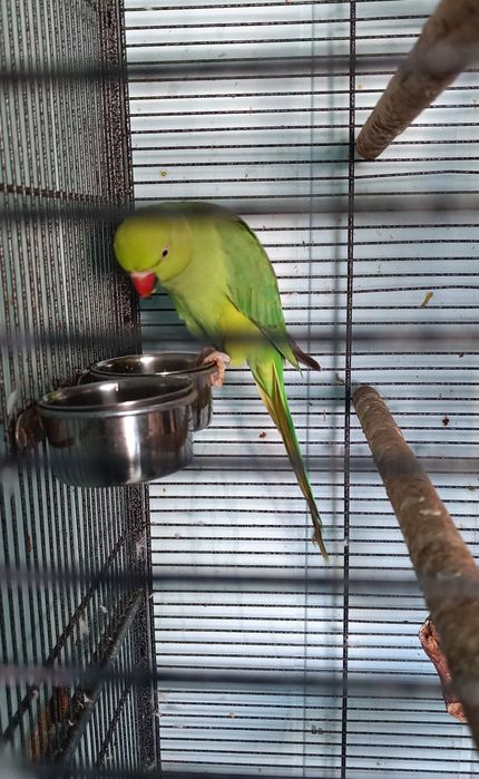 Aleksandretty obrożne Zielone Ręcznie Karmiona Samiec Samica