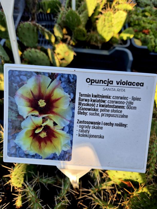 Opuncja kaktus doniczka
