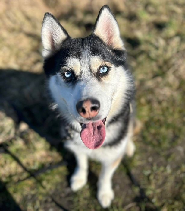 Grubson w typie Husky do odpowiedzianej adopcji