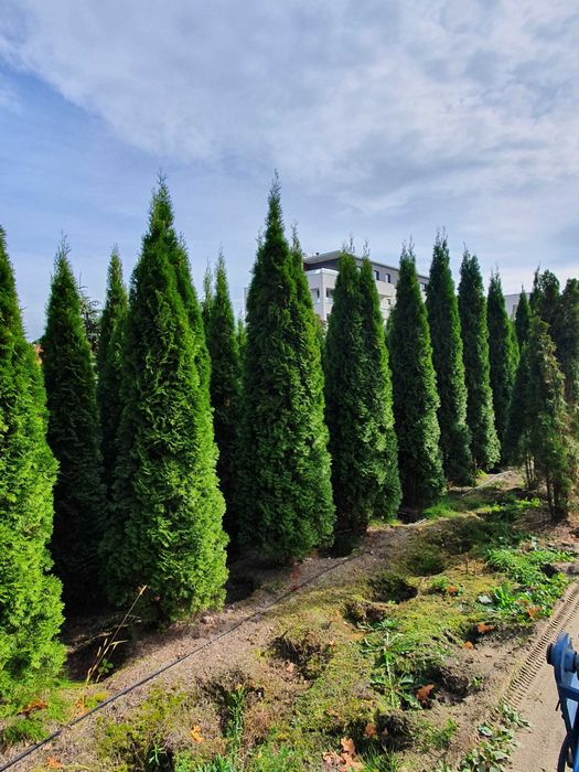 TUJA SZMARAGD Thuja smaragd 400cm kopane maszyna TRANsport