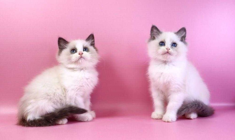 Коли вдома є регдолл — там завжди тепло