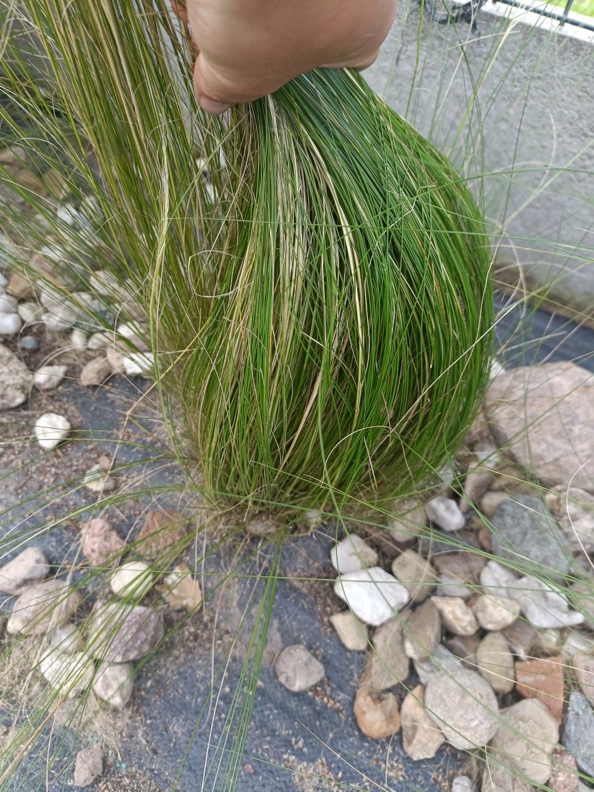 Stipa pony tailis stipa koński ogon duże sadzonki
