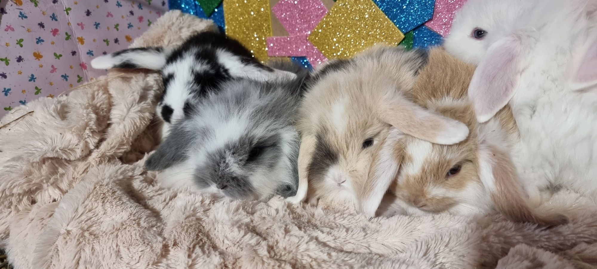 Coelhos anoes mini holandês, mini lop e Fuzzy lop , mini lion