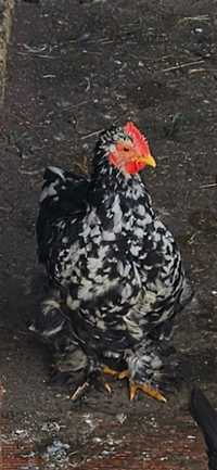 Vendo Galinha Pekin (possível macho)