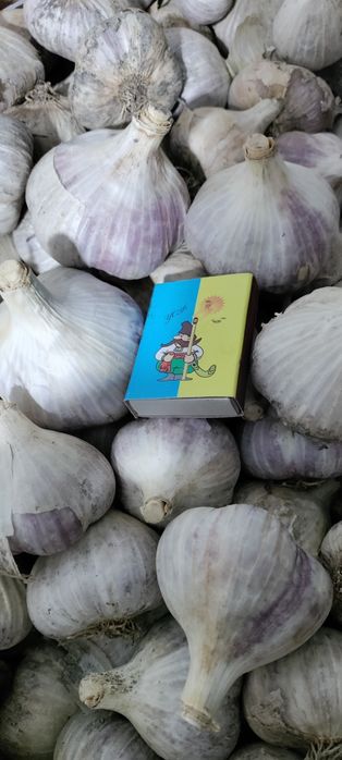 Чеснок на посадку