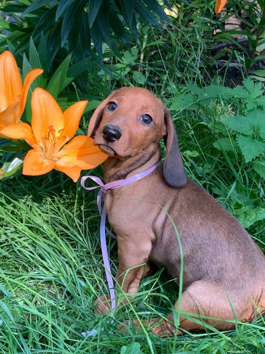 Дуже гарна дівчинка готово до переїзду