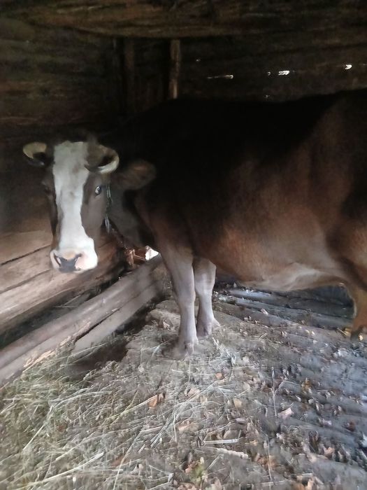 Корова, карпатська бура, 10 років