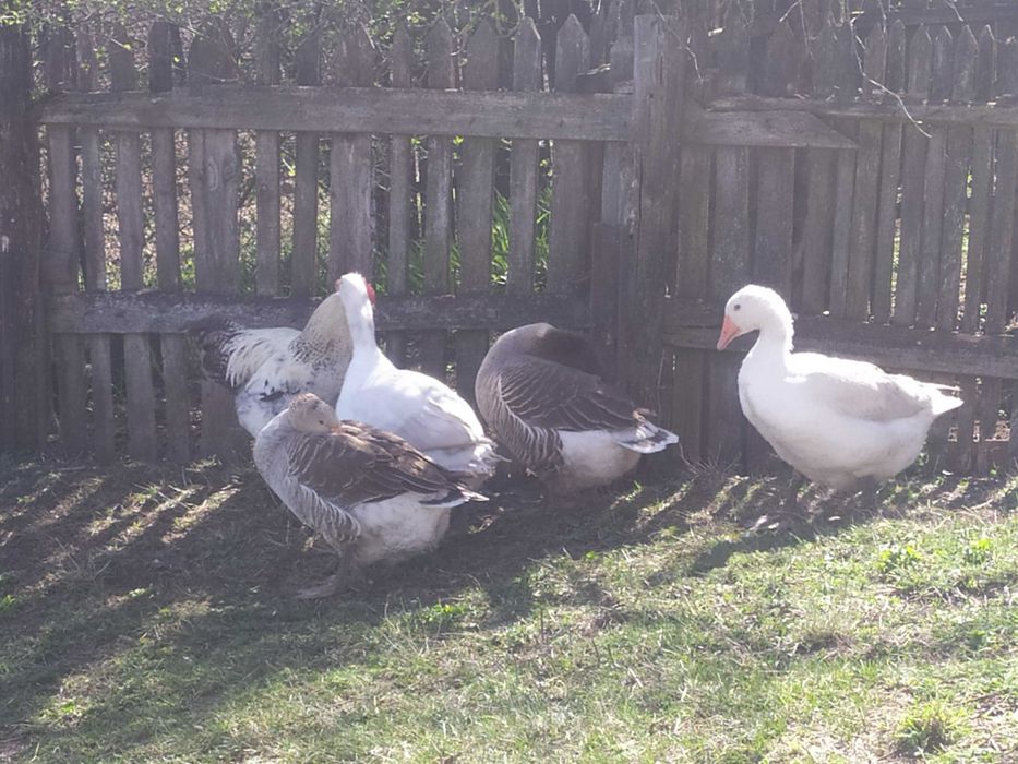 Гуси Датський Легарт та Велика Сіра