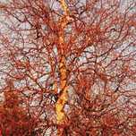 Brzoza brodawkowata 'Spider Alley' 60-100cm (Betula pendula) P13