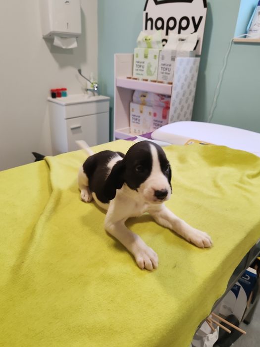 Cachorros porte grande