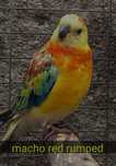Red rumped  novos