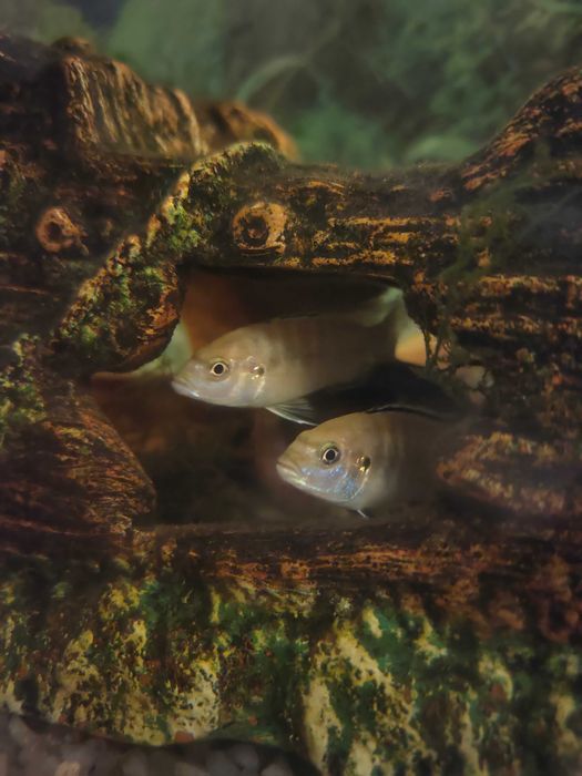 Продам акваріумних рибок,  цихлід