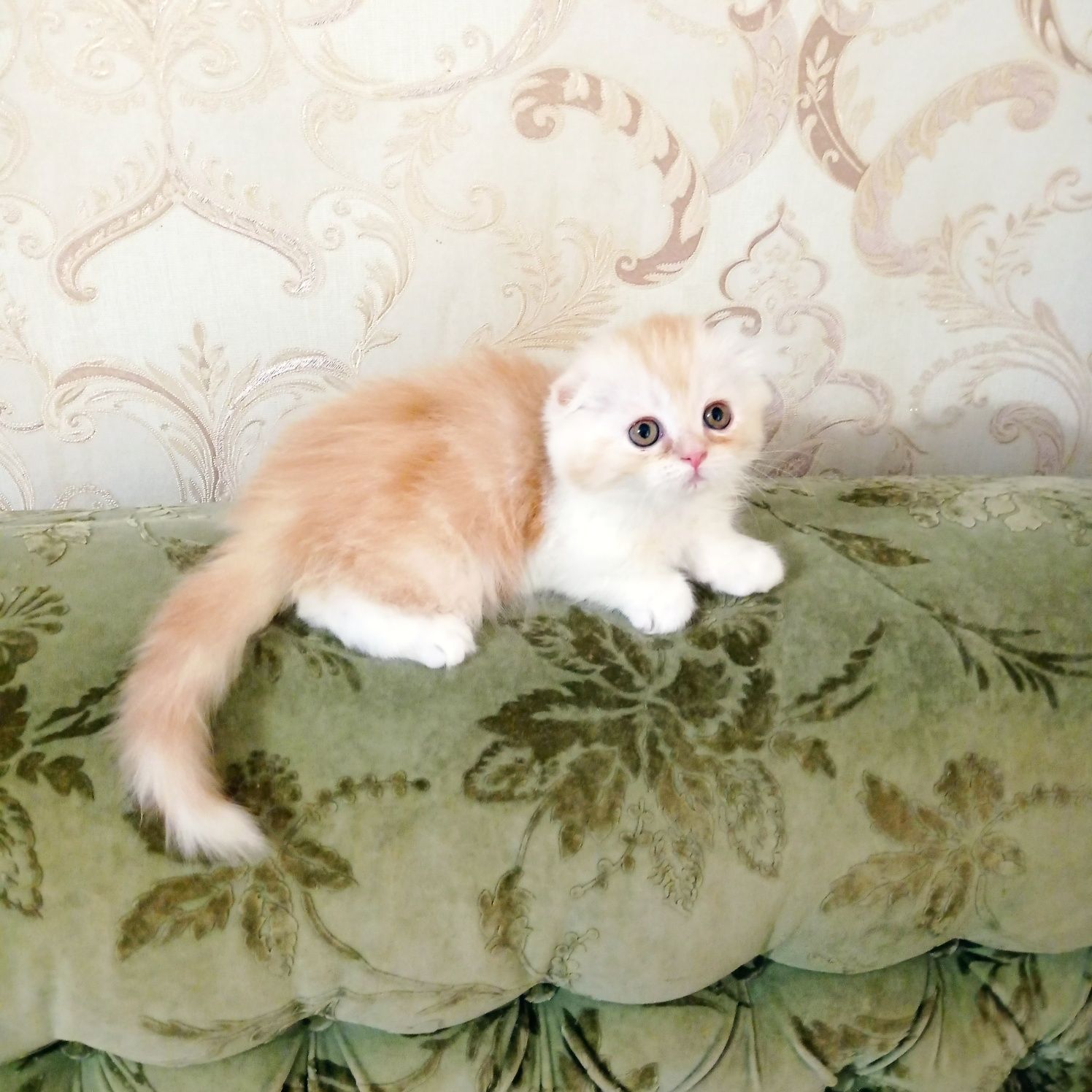 Продается шотландский котик