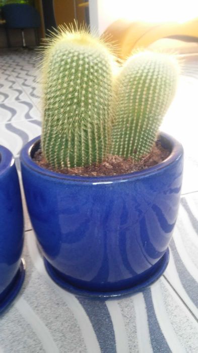 Sprzedam donice kobaltowe, ceramiczne