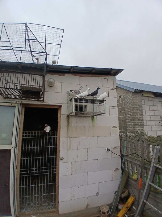 Pocztowe Białe na sprzedaż