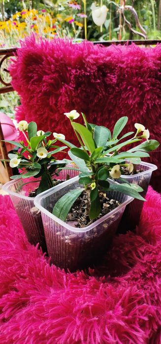 Wilczomlecz biały sadzonka