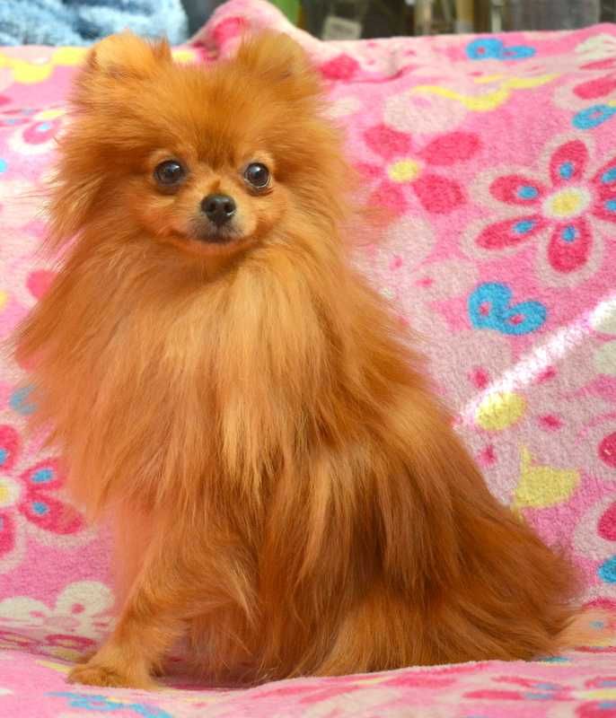 Szpic Miniaturowy Pomeranian MINI suczka ZKwP FCI rodowód