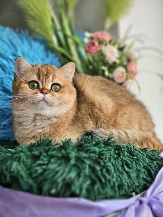 Золотая британская шиншилла кошечка, кошка котята