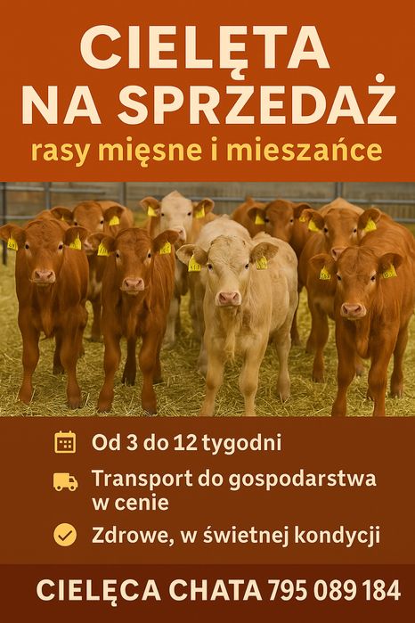 Sprzedam cielaki transport  cała Polska Wocławek