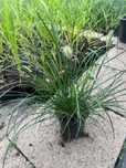 Trawy ozdobne, Miskant, Rozplenica, Hakonechloa