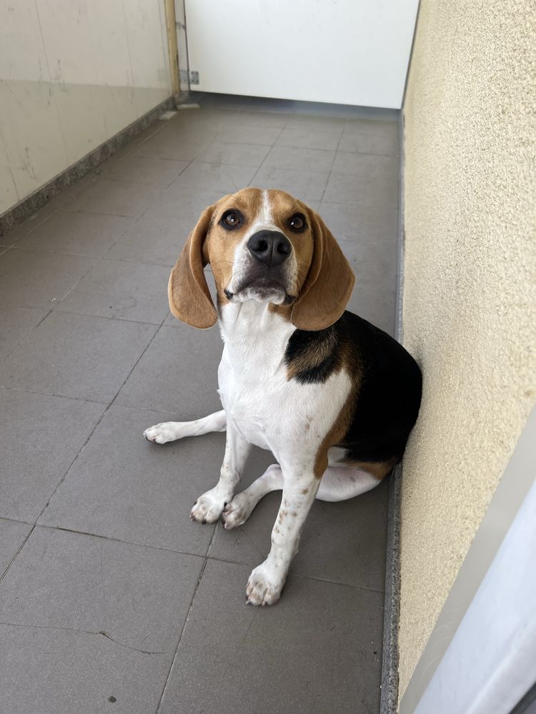 Beagle para adopção