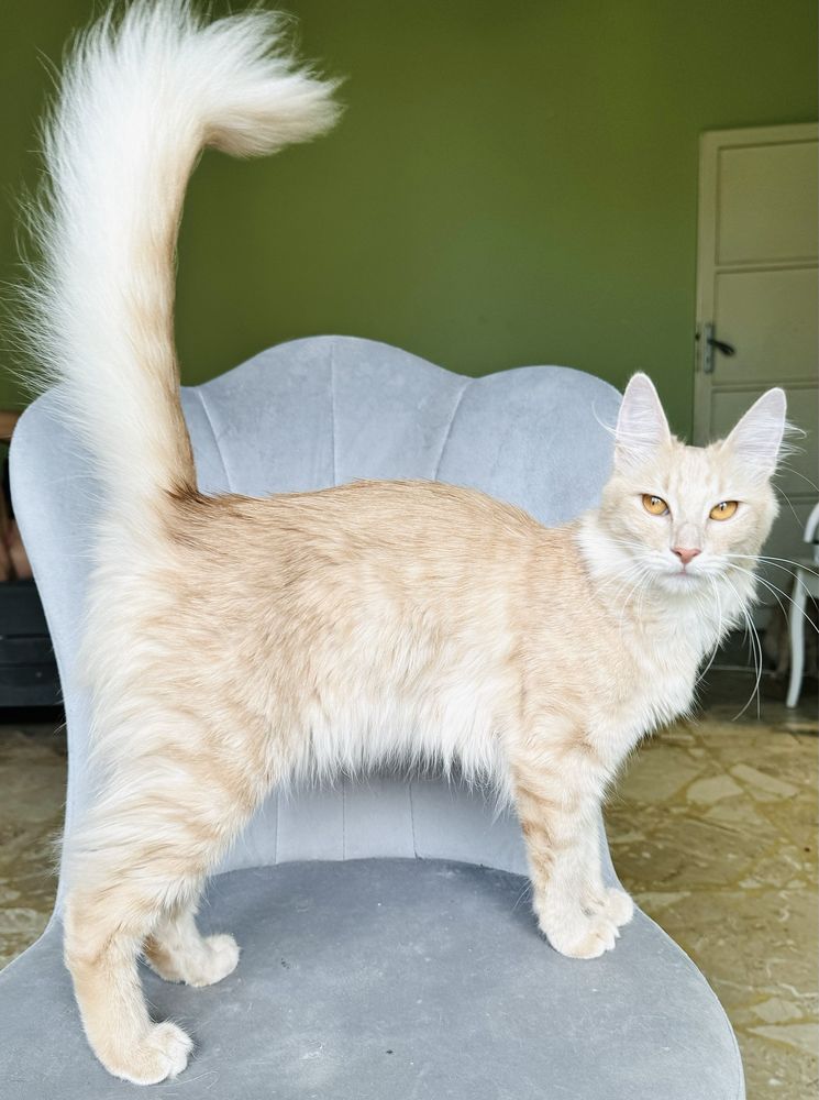 Angora Turecka, kotka rasowa