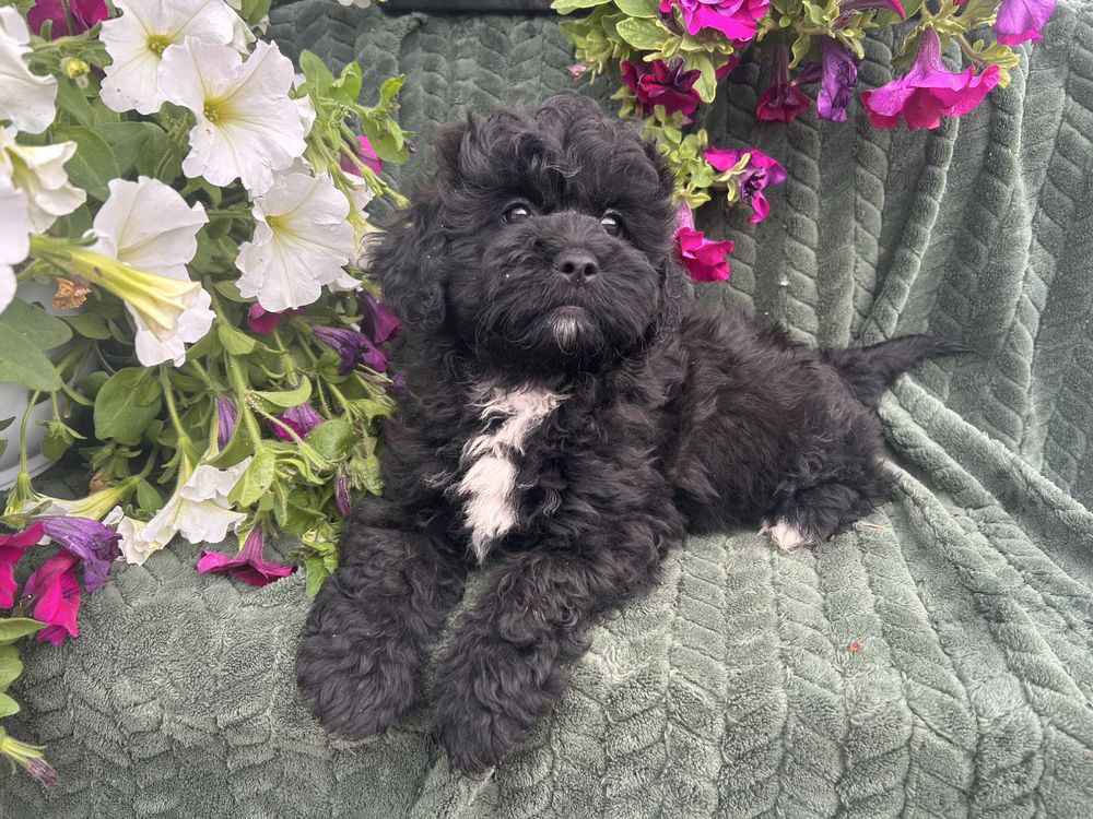 Shihpoo piesek gotowy do odbioru