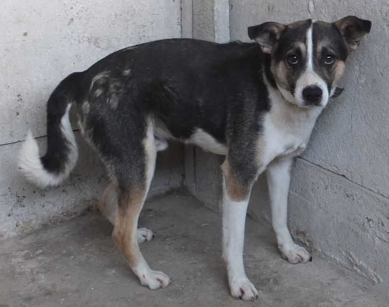 MACH pies kolorowy, średni,do socjalizacji, adopcja