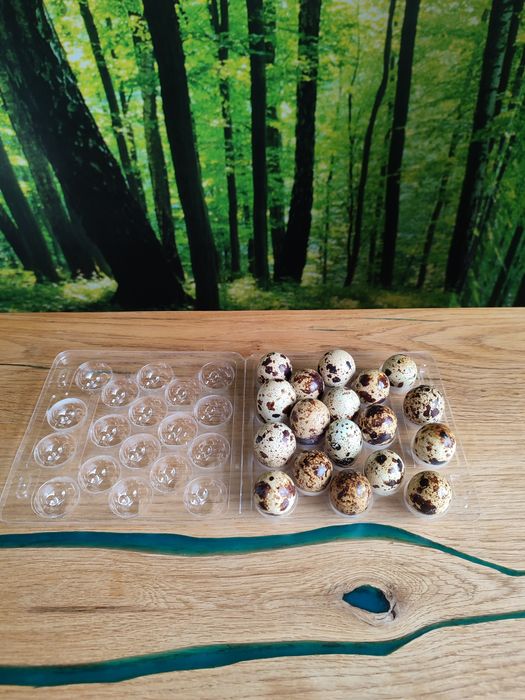 Jajka przepiórcze 18 szt. AKTUALNE