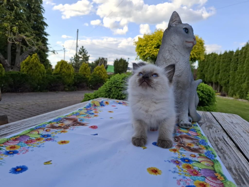 Kocięta Kocurek Ragdoll FPL