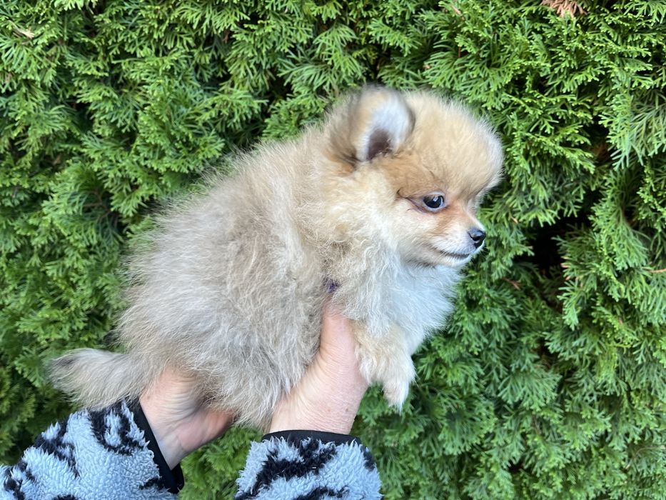 Szpic Pomeranian - Bagis