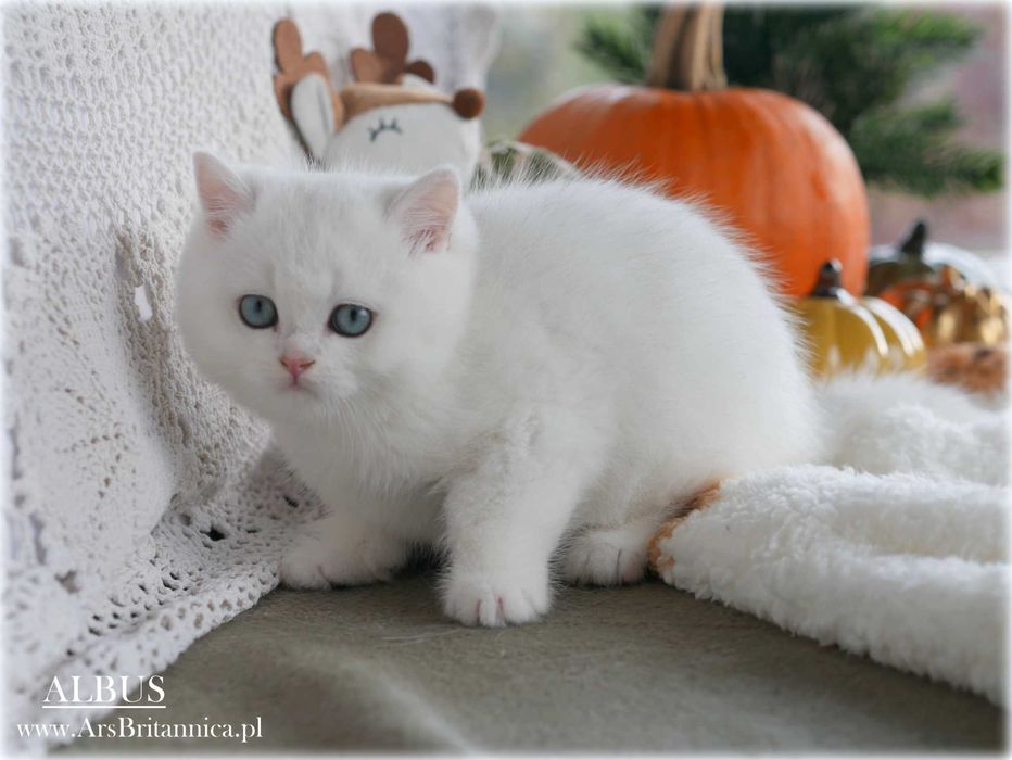 Albus szynszylowy srebrny kocurek brytyski BRI ns 12 Prawdziwy Miś