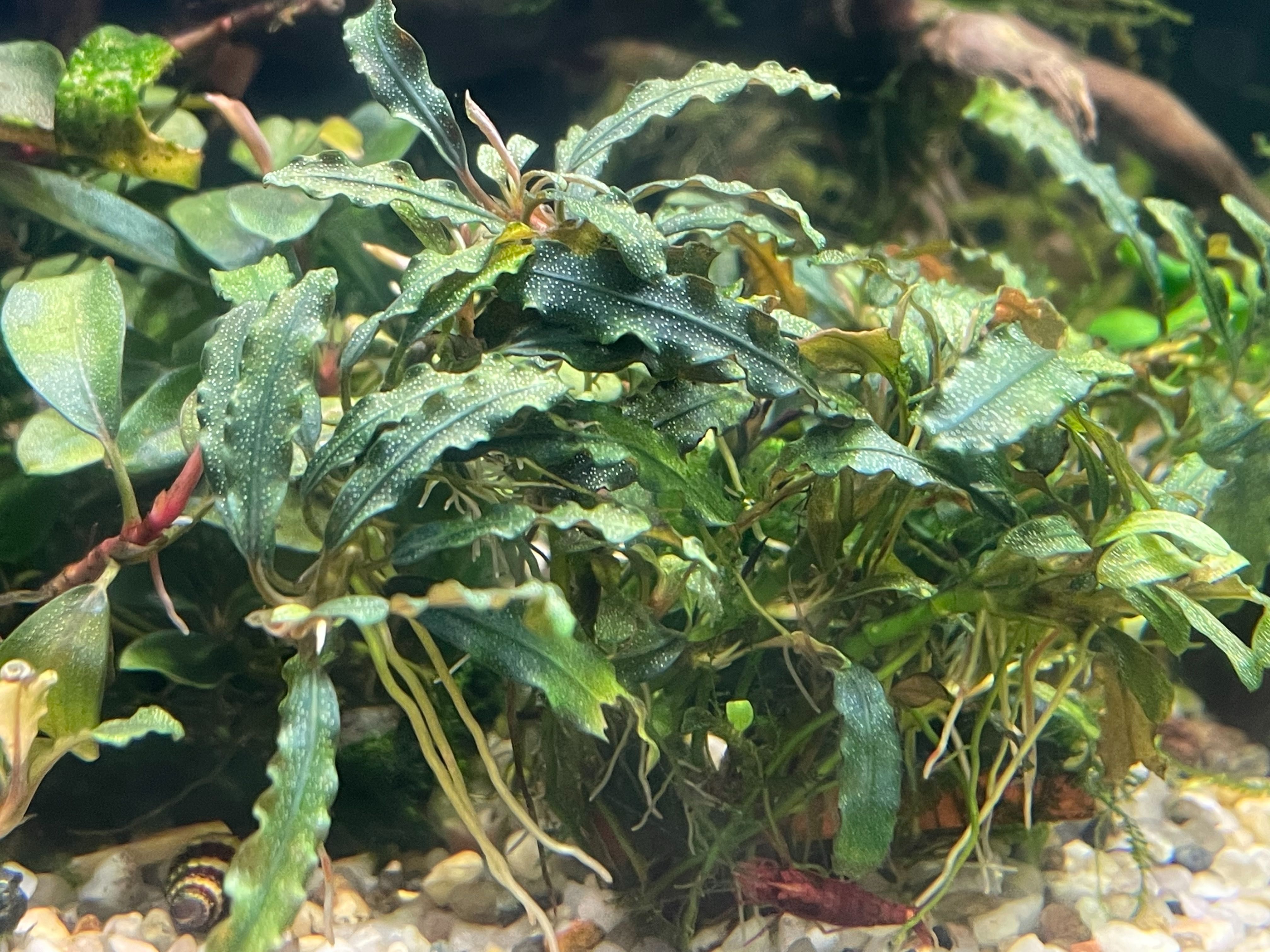 Bucephalandra Catherine - na wodzie kranowej. Roślina akwariowa
